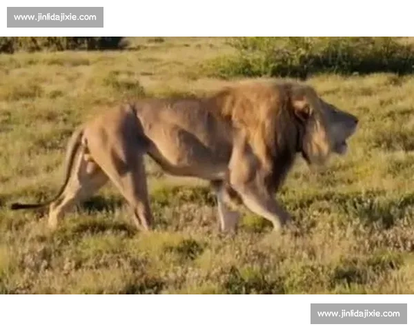 南非雄狮碾压野蛮人队，友谊赛狂揽 35 分创纪录