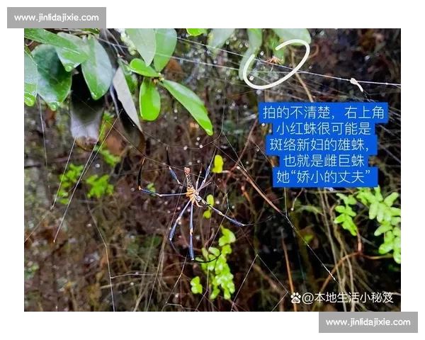 小蜘蛛的警示：世俱杯细节如丝，疏漏即失良机